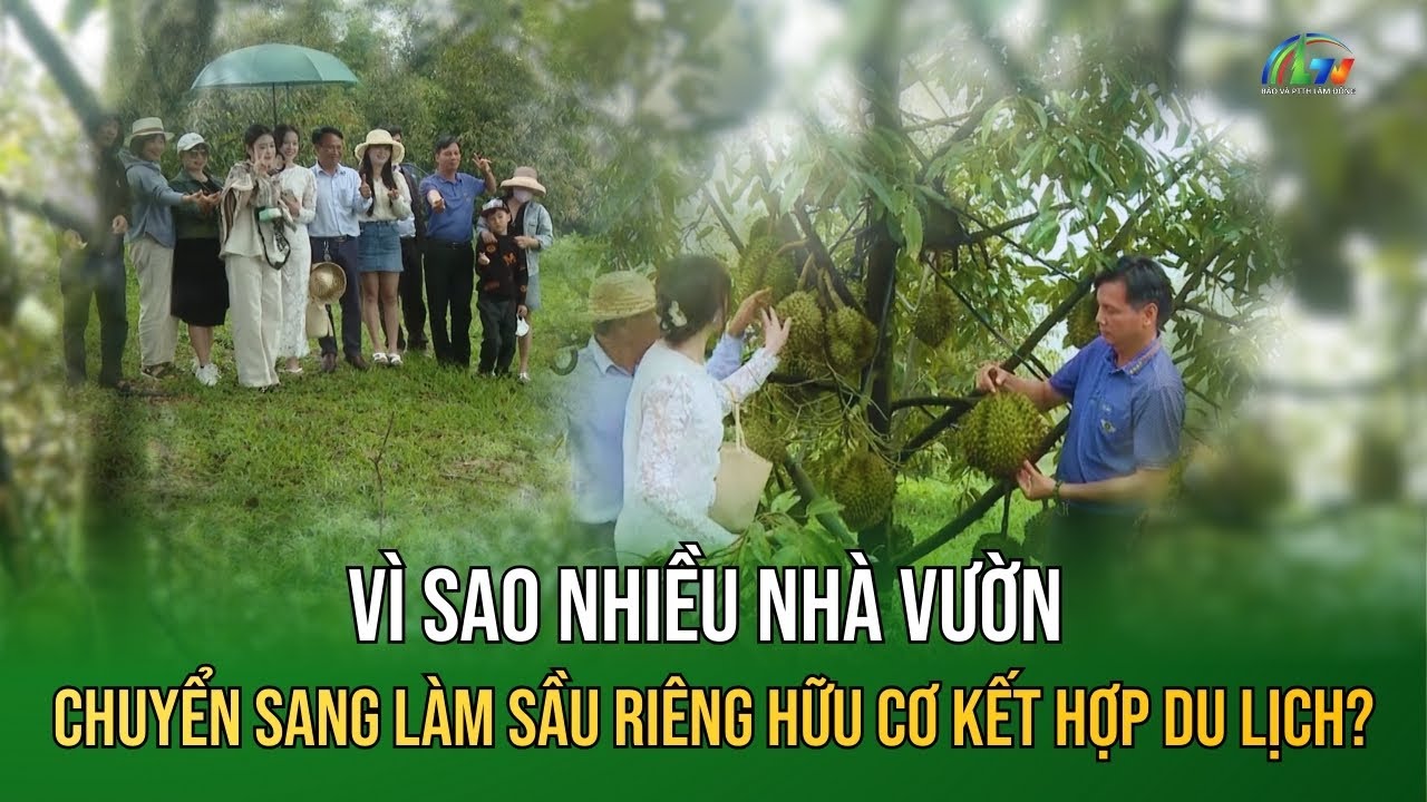 Vì sao nhiều nhà vườn chuyển sang làm sầu riêng hữu cơ kết hợp du lịch?