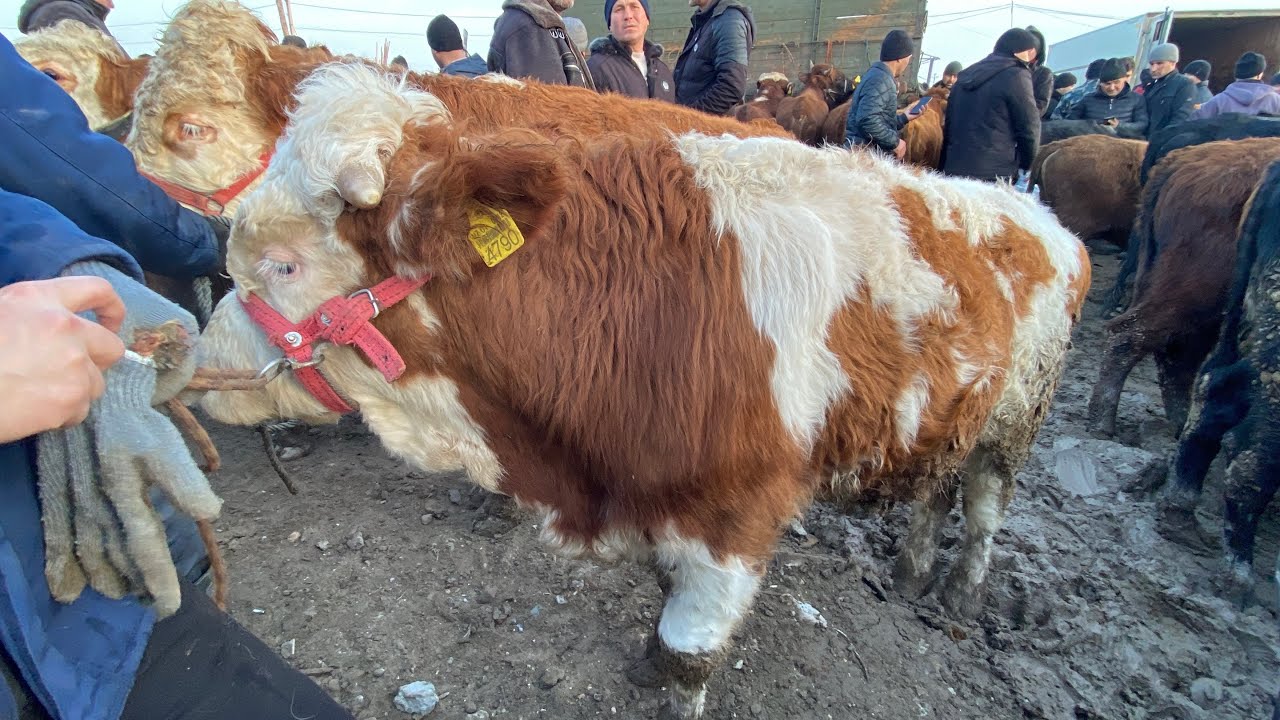 БОКИЛАДИГАН ЁШ НОВВОС ВА КОЧАР НАРХЛАРИ ХОРАЗМ МОЛ БОЗОРИ ЭРТАЛАБГИ НАРХЛАРИ 15-февраля 