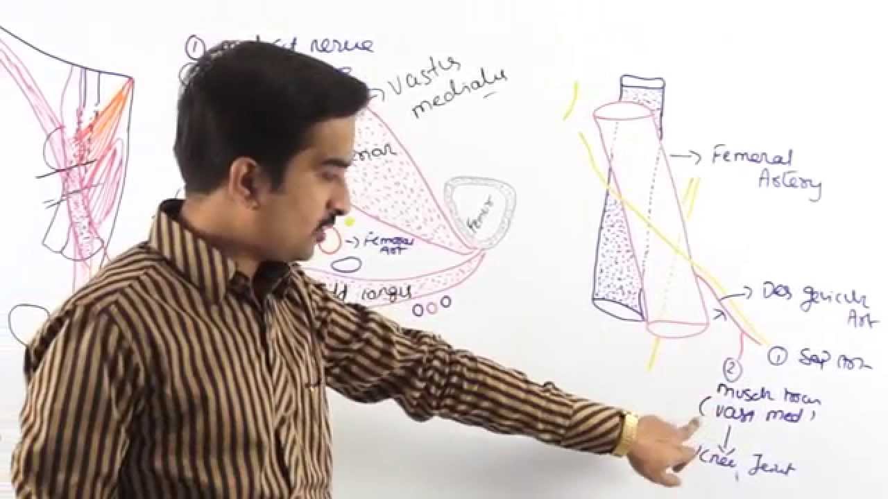 Anatomy Front of the thigh ( Adductor Canal ) - Part 7 ( Dr.G.Bhanu Prakash )