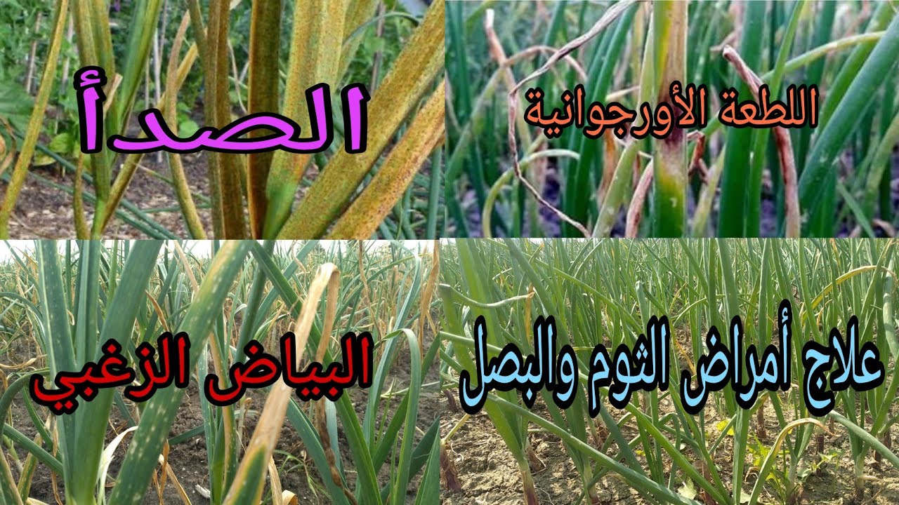 أمراض الثوم والبصل الفطرية أسبابها وطريقة الوقاية منها وطريقة مكافحتها
