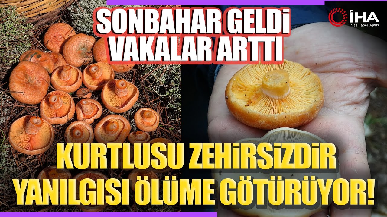Ormanlardaki Mantar Bolluğu Onlarca Kişiyi Hastanelik Etti