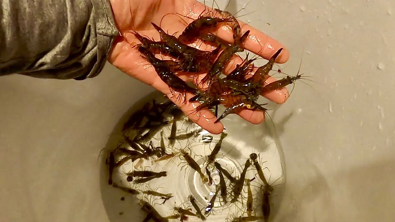 BIG WILD PRAWNS - Catch Clean Cook , Coastal Foraging