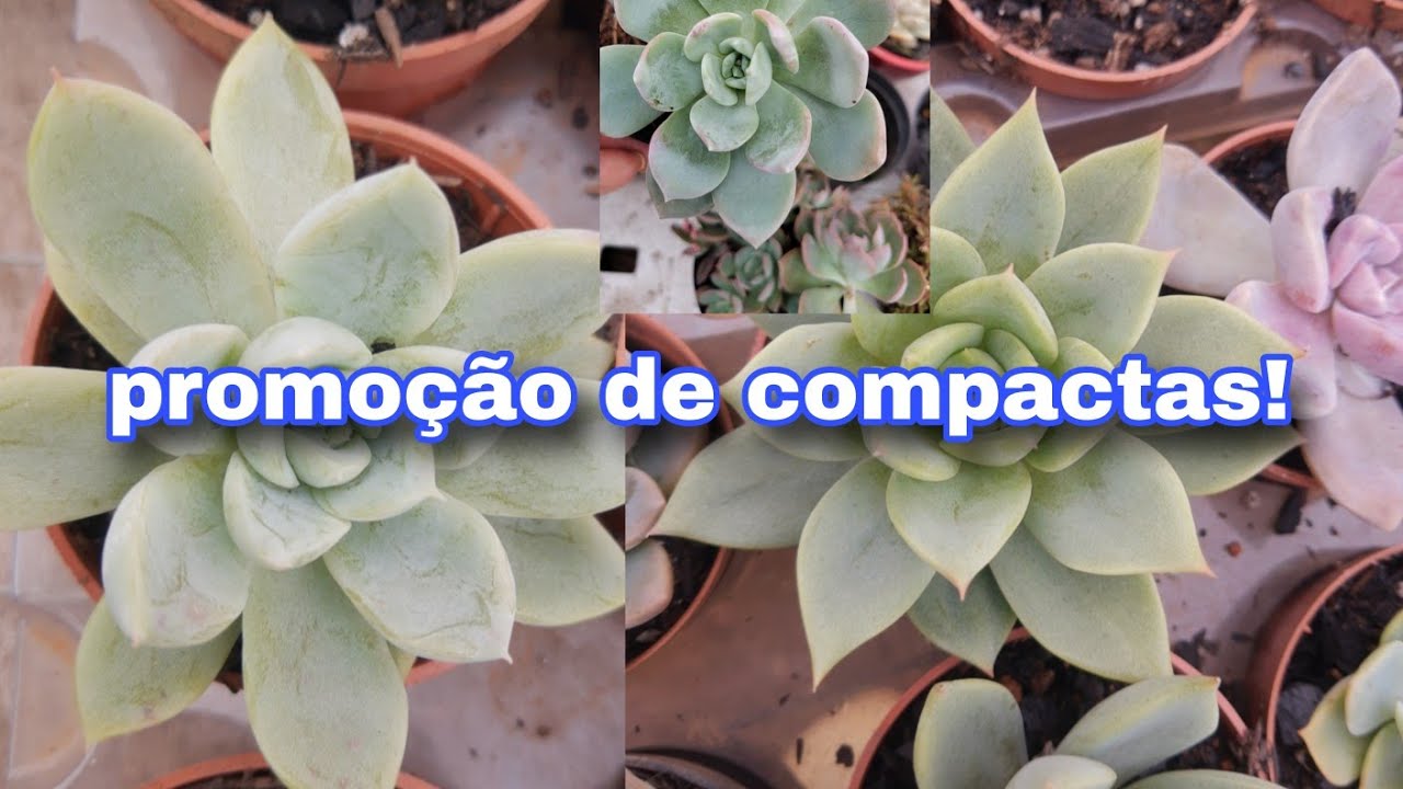 Compactas em promoção!