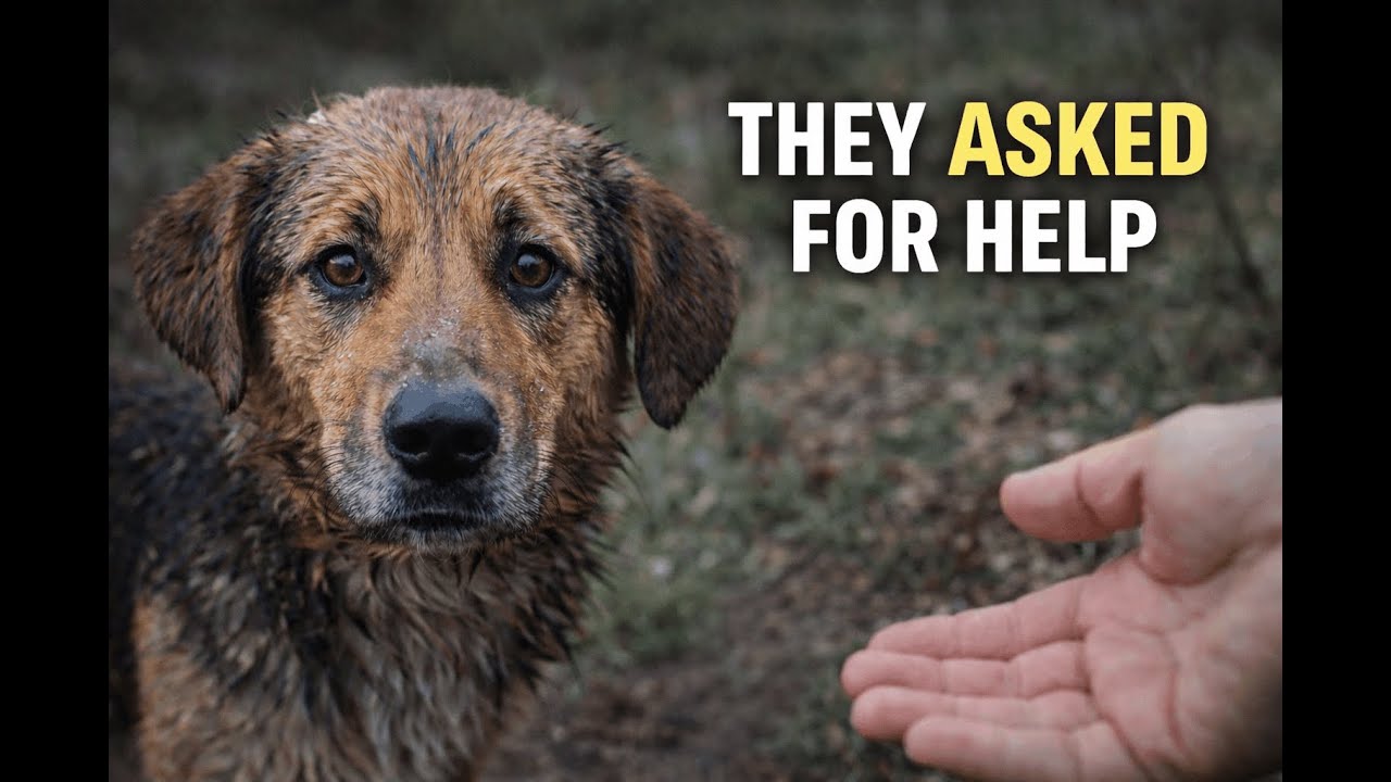 5 Moments When Animals Trusted Humans
