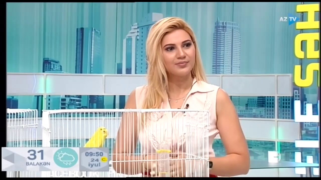 Quşlara qulluq qaydaları. Tutuquşulara necə baxmaq lazımdır?