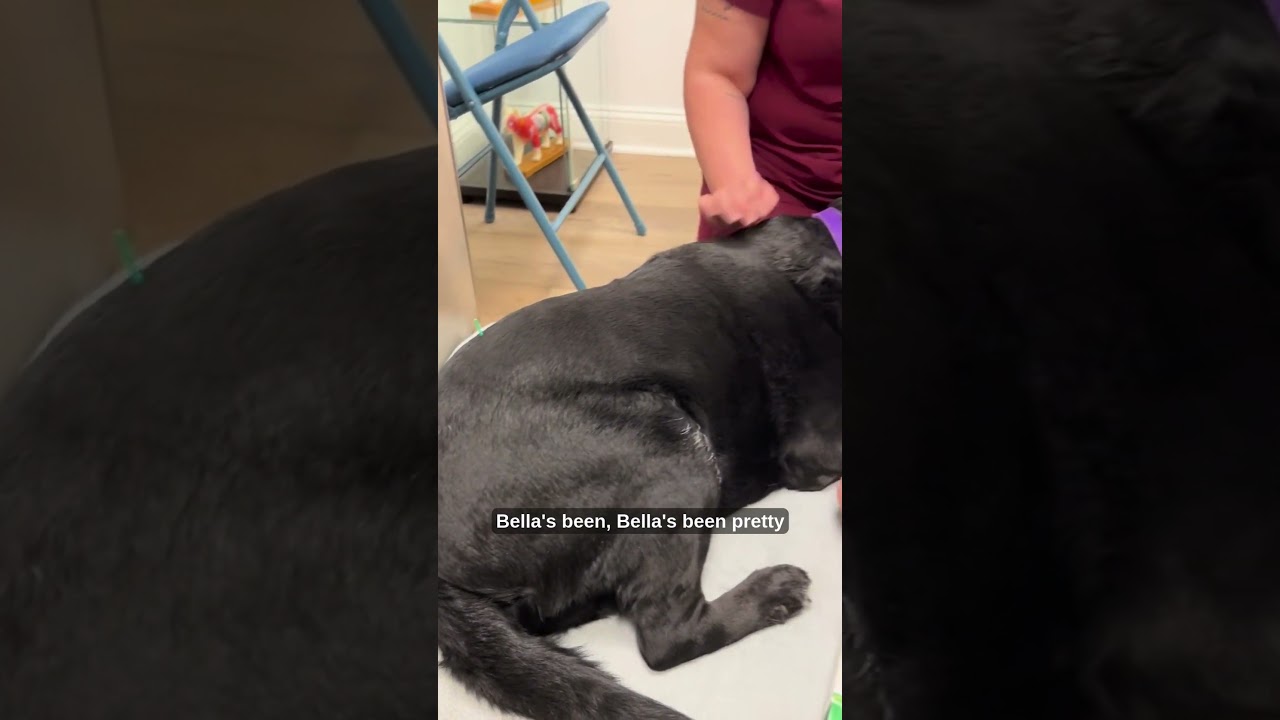 Veterinary Acupuncture Demo