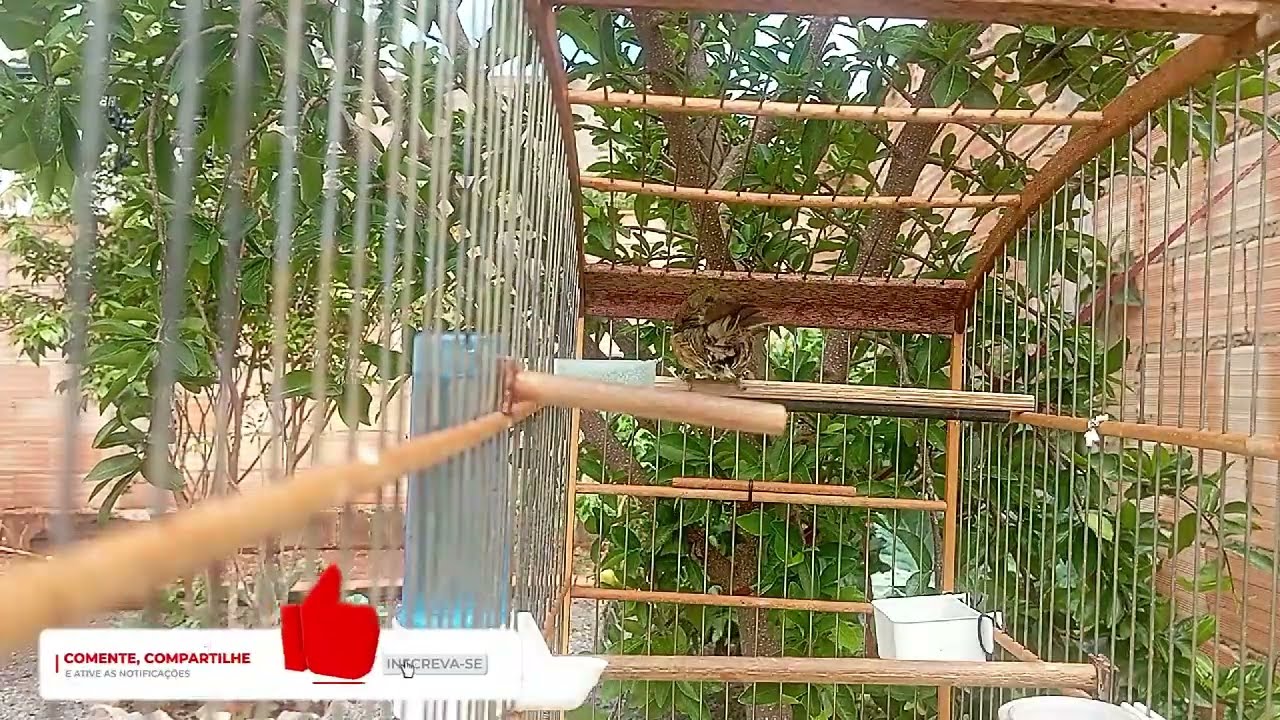 FÊMEA de BAIANO Chamando Muito FOGOSA levanta DEFUNTO!