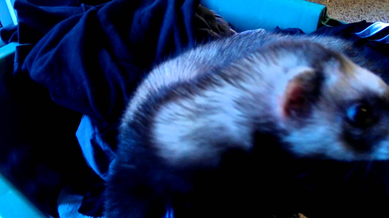 Bandit, the ferret and the laundry