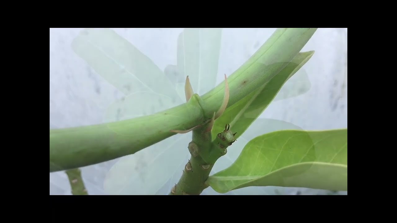 Maulida_K4520039_A_MPI_Videografi Tumbuhan Dicotil