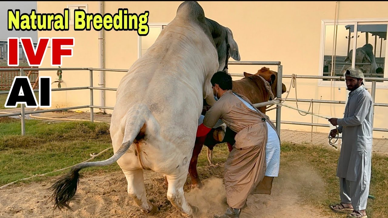 Modern Vs Conventional Cattle Breeding | Brahman Cattle Farming | Dayzee Farms #farming #vlog #cow 