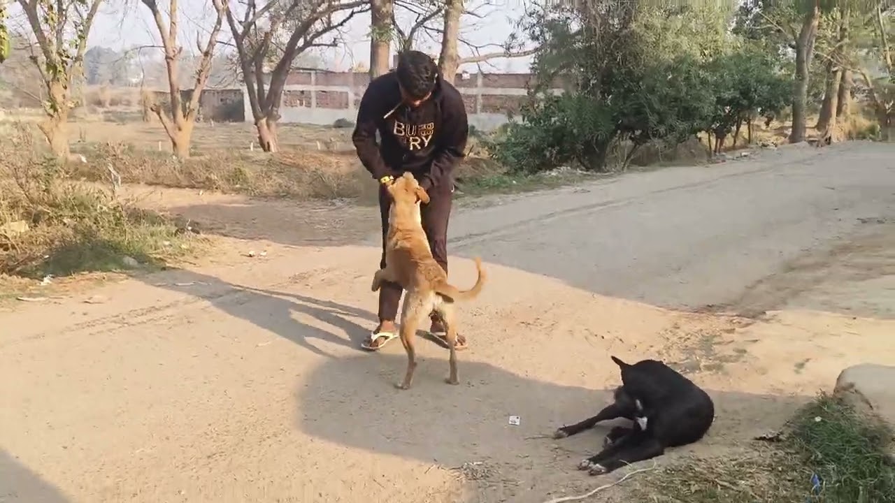 Meet my friend kallu ❤️....#video #petlover #funny 