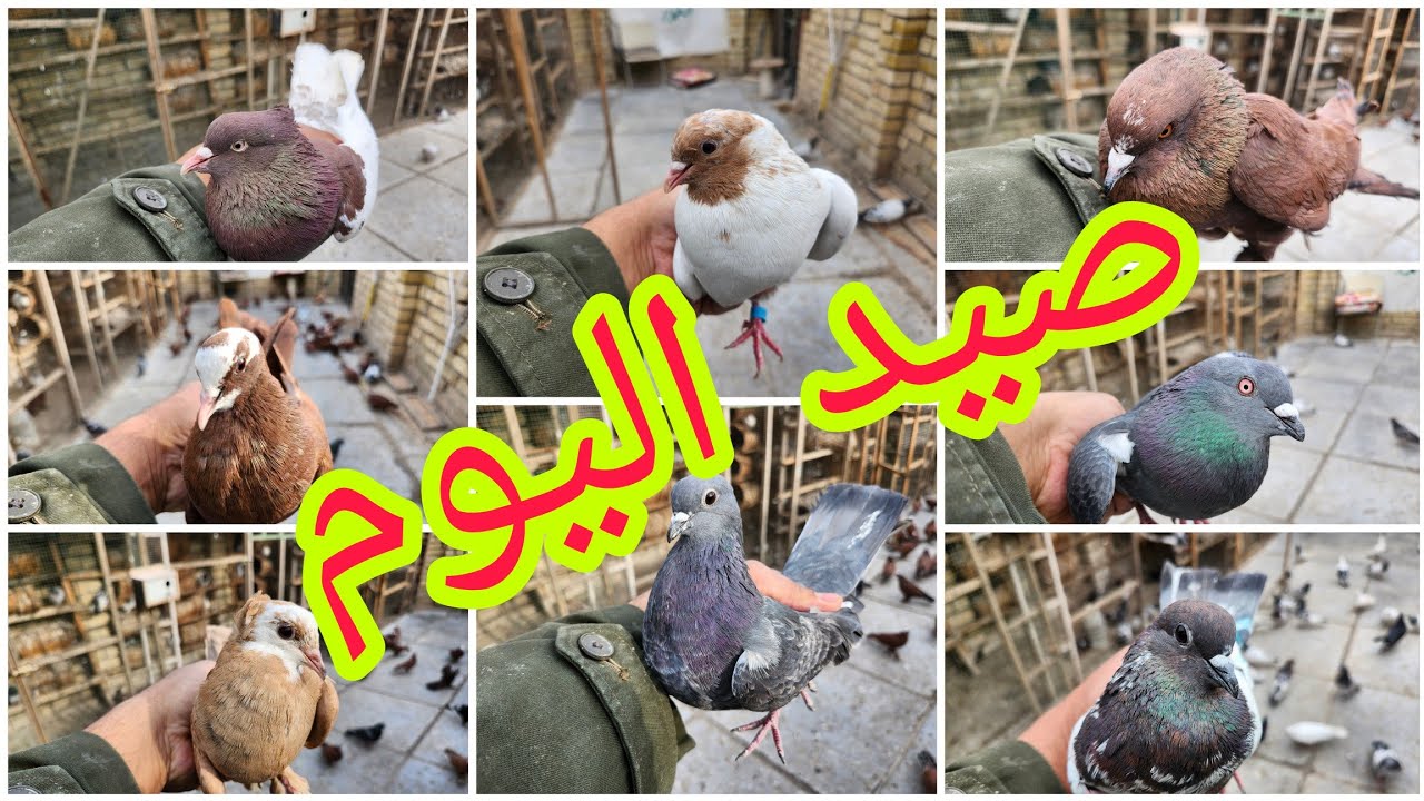 صيد الجمعه خير من الله ١١ واحد اكبر رقم قياسي لحد الان بلقناة💯ونسه بلمخابط والصيد يونس@