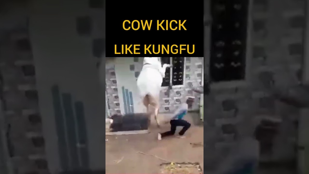 Cow Kick || Like kungfu