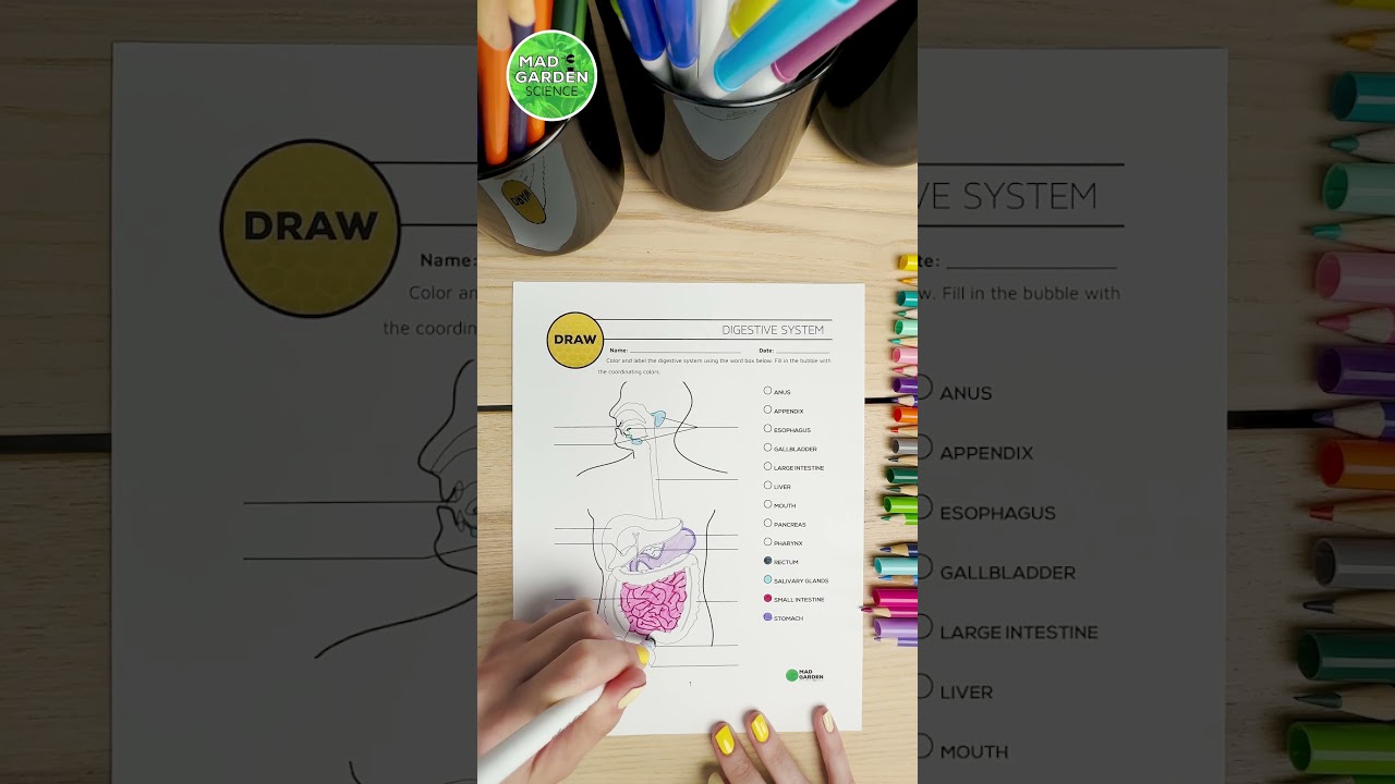 Digestive System Resource 🎨 #homeschoolscience #scienceactivity