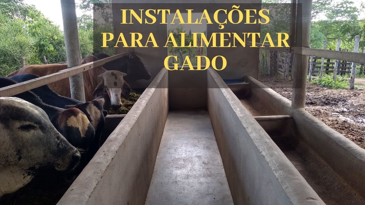 Instalações para alimentar bovinos, pista de alimentação, pista de trato, cocheira, Part 2.