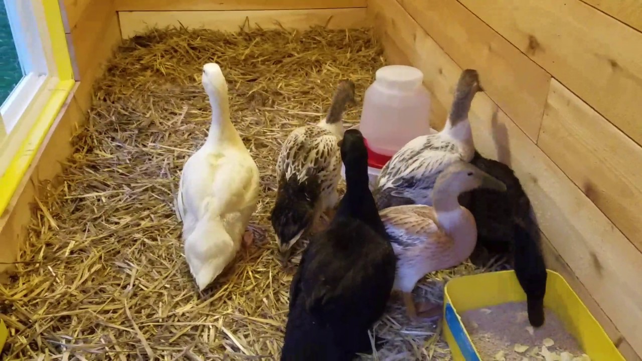 Duck first night in brand new coop