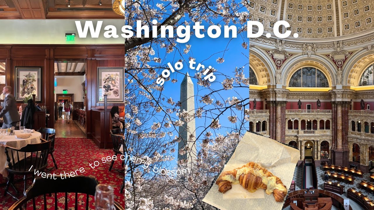 【春のワシントンD.C.🌸】桜を見にアメリカでお花見旅行