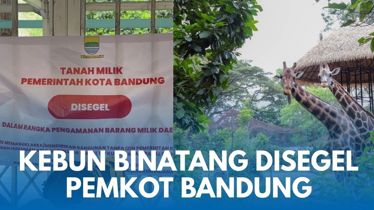 KEBUN BINATANG BANDUNG DISEGEL! Semua Dilarang Masuk, Nasib Terkini Ratusan Hewan di TKP