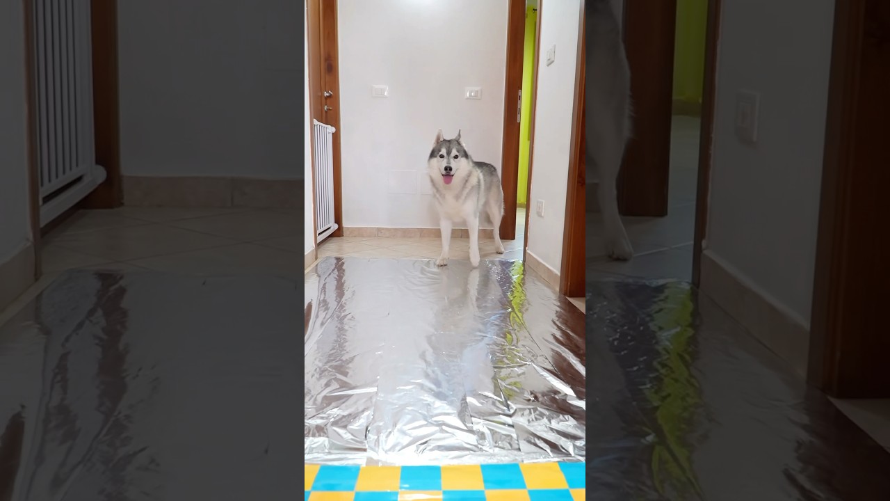 CANE vs GATTO: Chi SUPERER&Agrave; il PERCORSO di STAGNOLA? 🐶🙈🙀 #dogchallenge #dog #cane #cat #gatto