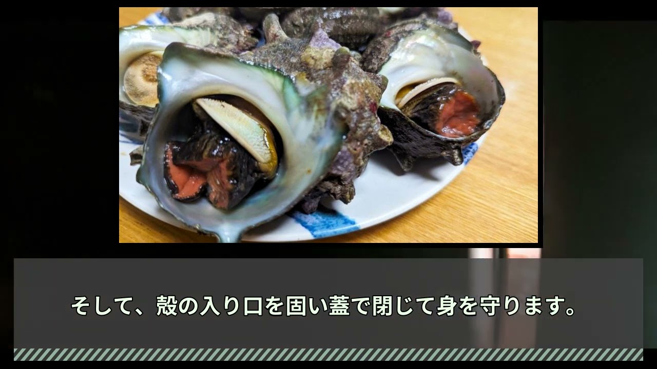 サザエの成長記録