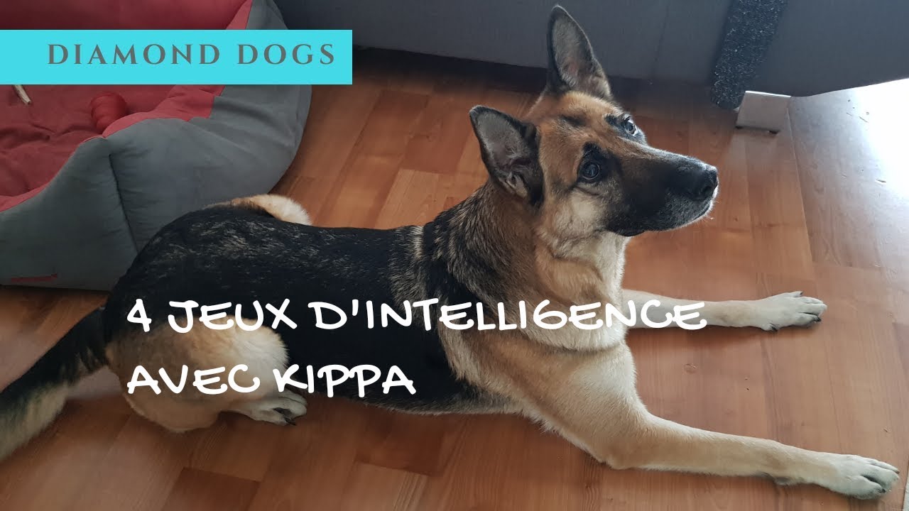 4 JEUX D'INTELLIGENCE POUR MON CHIEN  [Kippa]