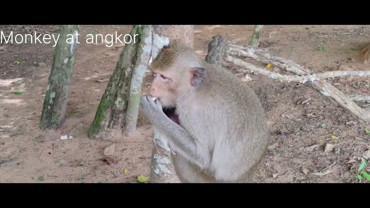 Monkey Angkor  Leyla  with new cute baby monkey
