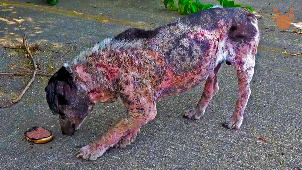 Can Love Save This Mangy Dog Turning to Stone Right Before Our Eyes?