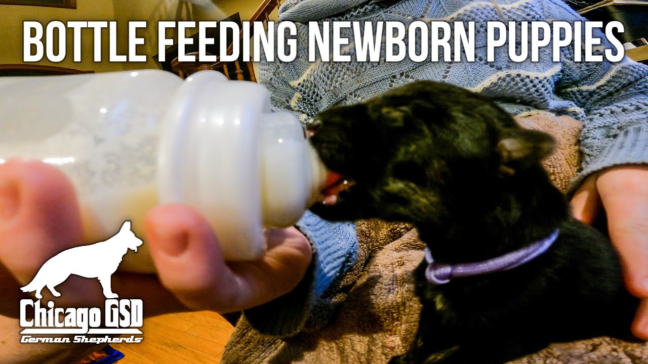 Bottle Feeding Newborn Puppies 1 Day Old German Shepherd Babies & Tube Feeding New born Puppy