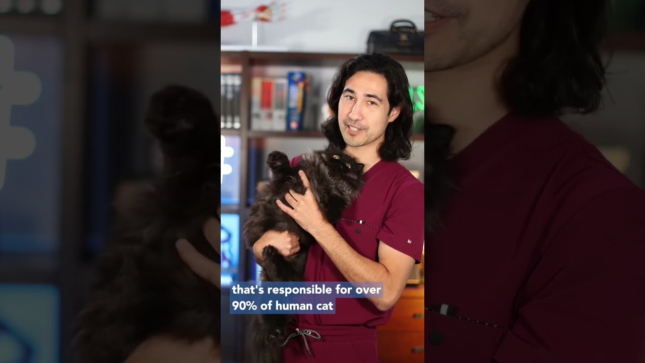 Cat Allergies! Doctor Explains #cat #allergies #kitten