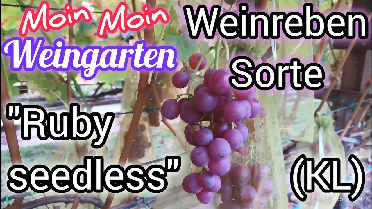 Weinrebe 