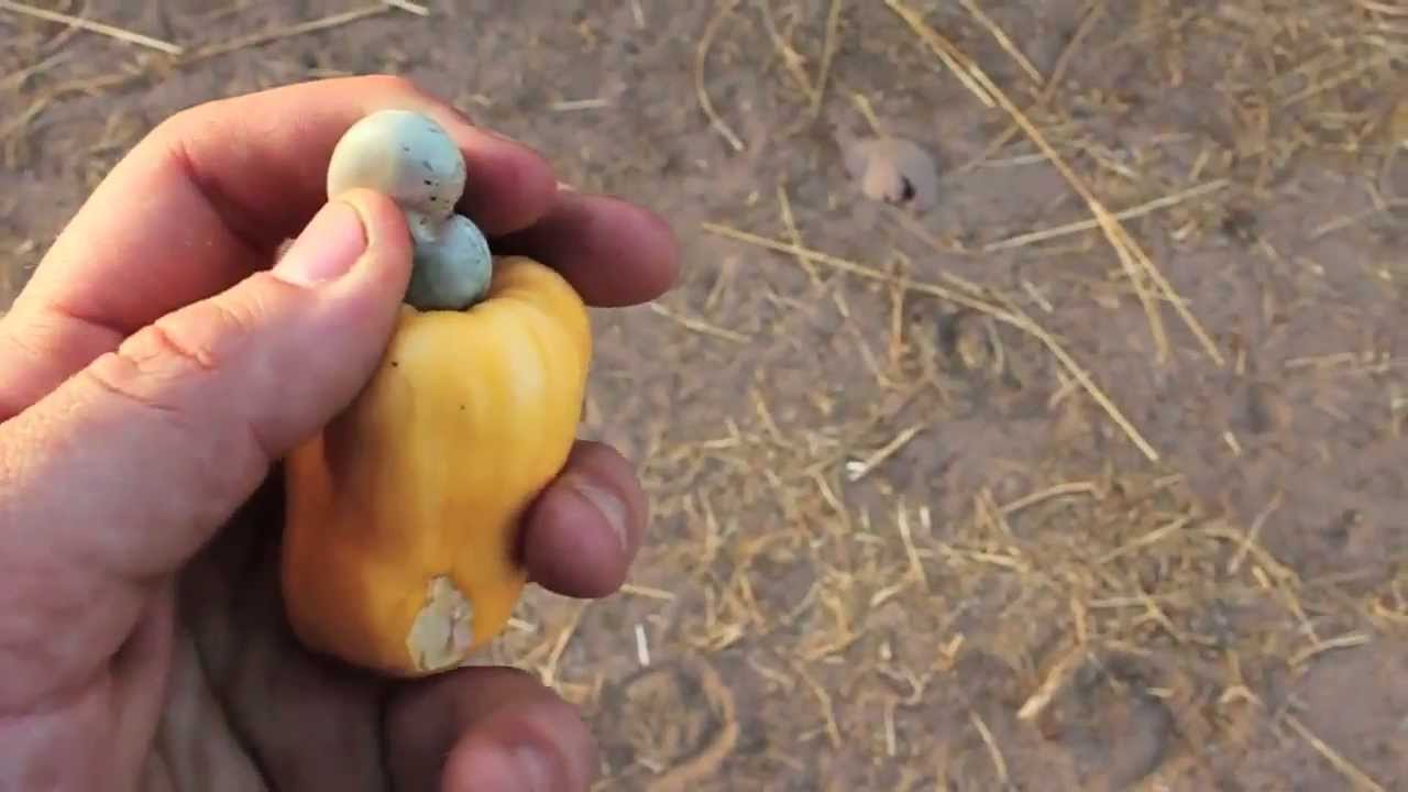 Just Nuts