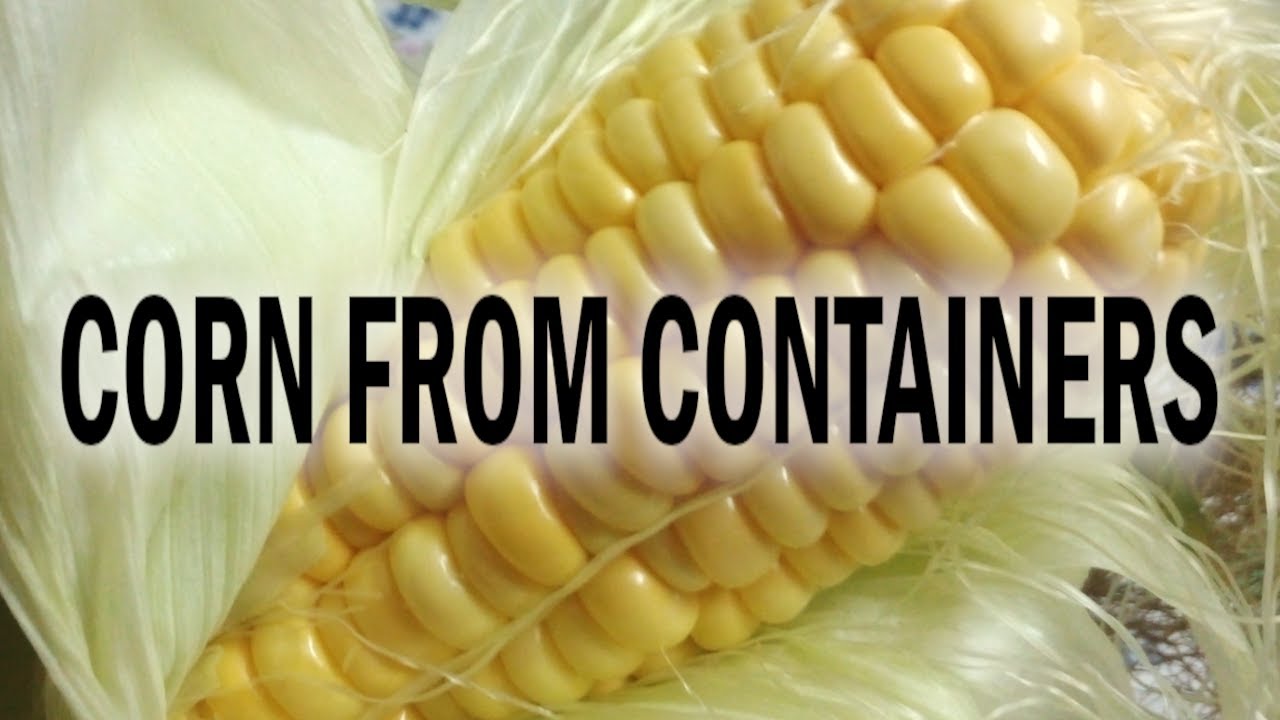 Growing Corn in Containers (Golden Bantam Heirloom variety)