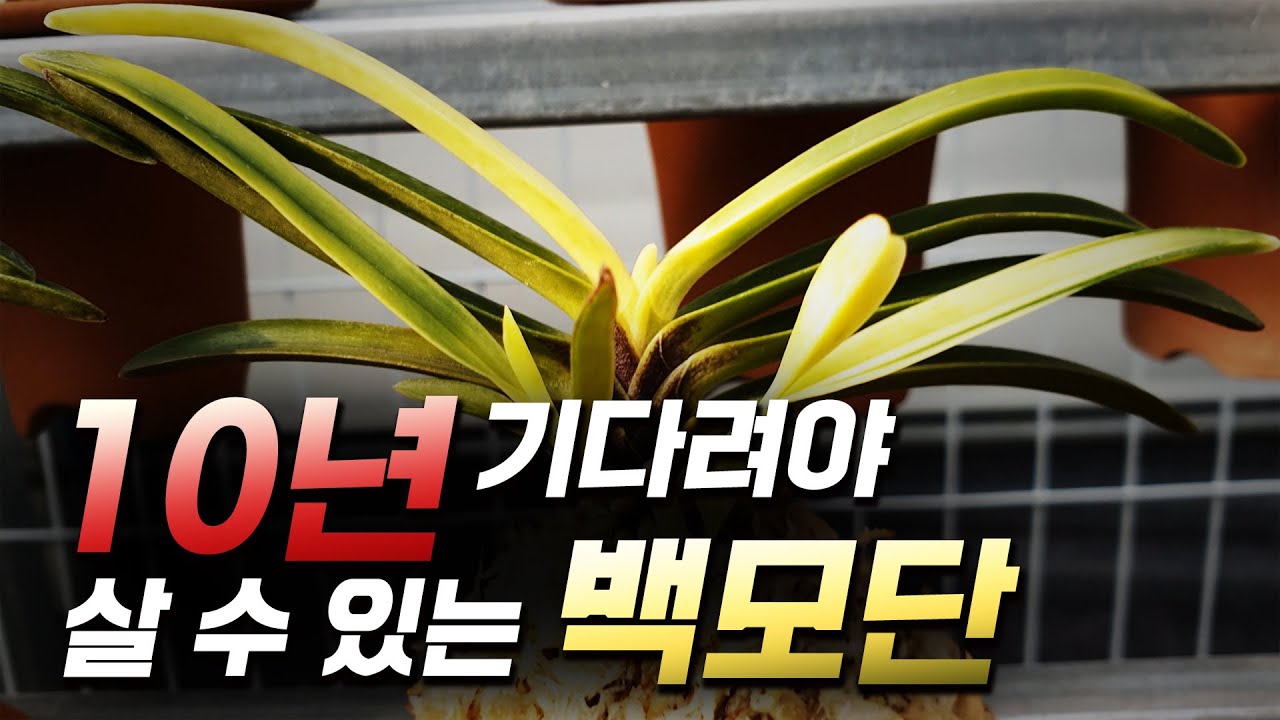 10년을 기다려야 살 수 있다는 명품 풍란, 돌연변이 