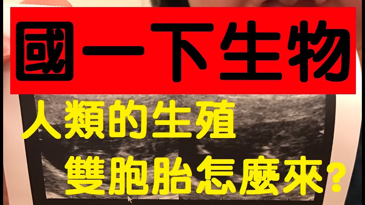 國一下生物 1-3 懷孕的過程 | 雙胞胎怎麼來的？ | 國一生物 | 108課綱