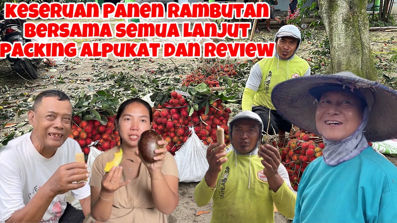 RAMENYA KLW SEMUA KUMPUL PANEN RAMBUTAN LANJUT PACKING ALPUKAT DAN REVIEW ALPUKAT CUBA