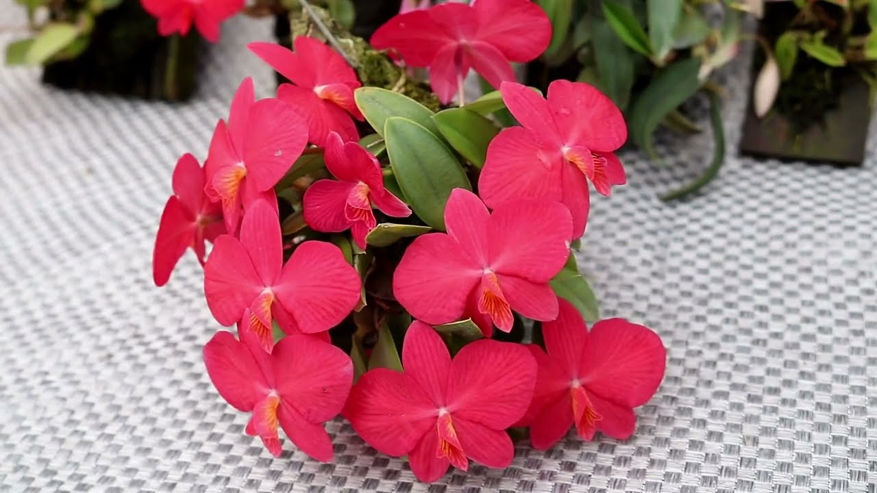 SOPHRONITIS, cultivo e espécies