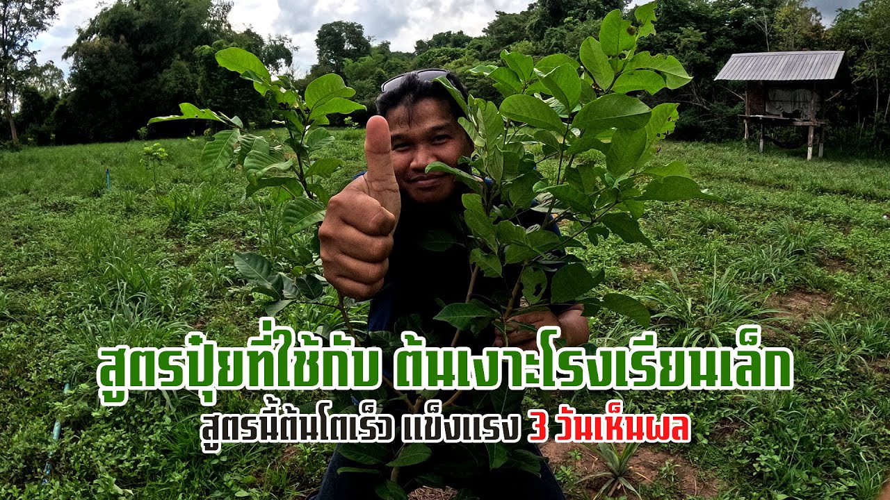 ปุ๋ยสูตรไหนที่ใช้กับ ต้นเงาะเล็กถึงจะโตเร็ว แข็งแรง คลิปนี้มีคำตอบ
