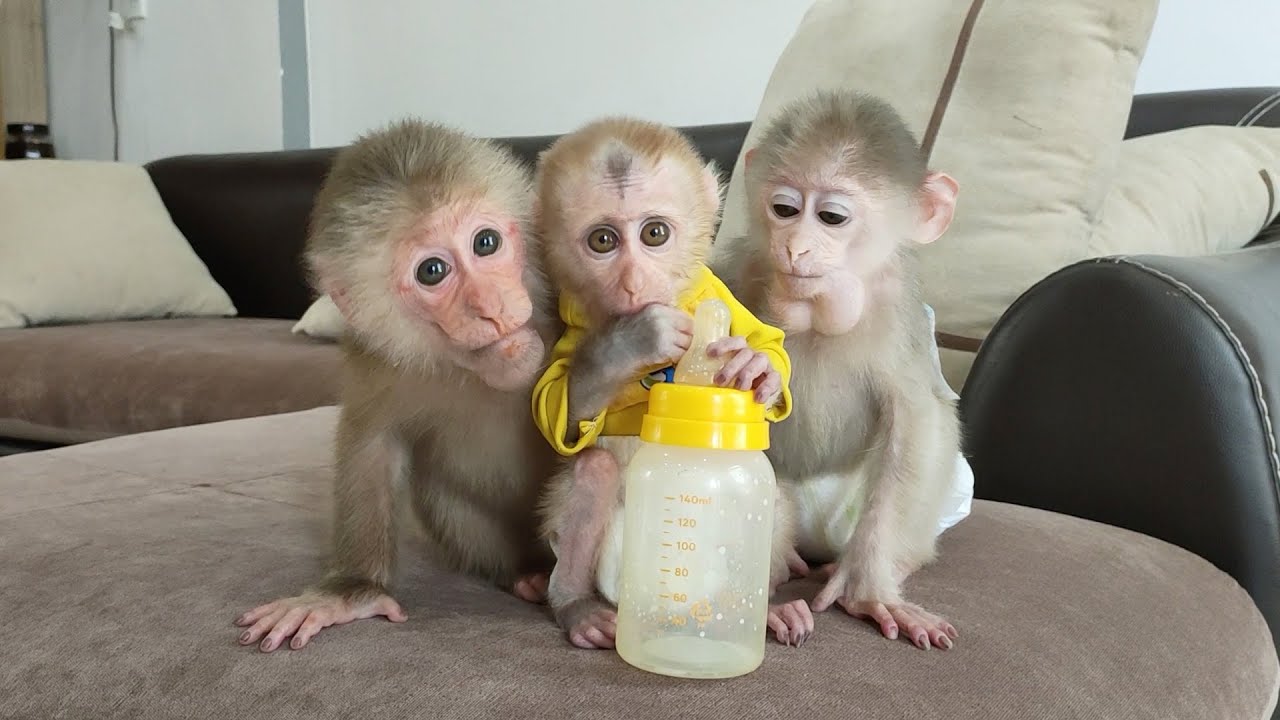 Three adorable baby monkeys scramble for a very funny bottle of milk