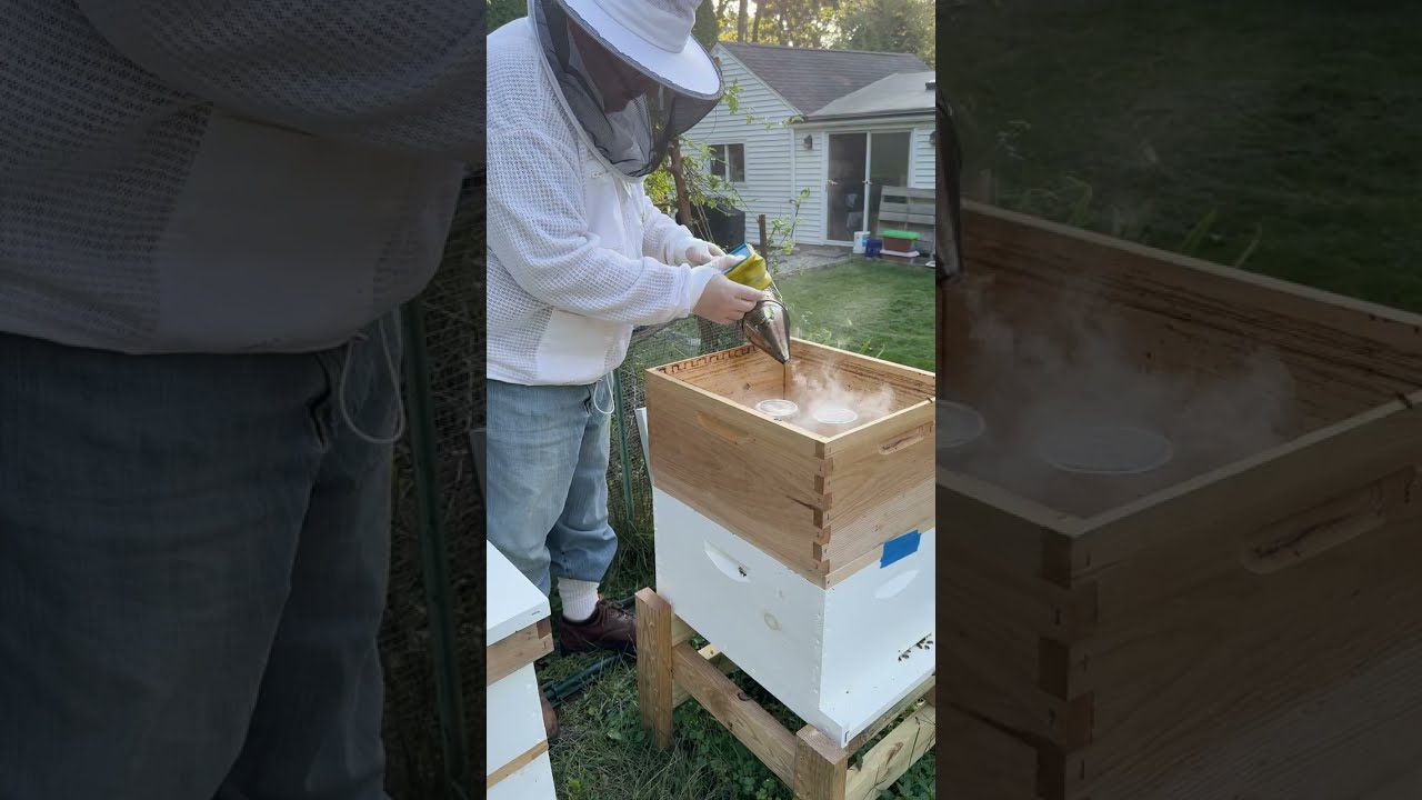 Releasing the Queens