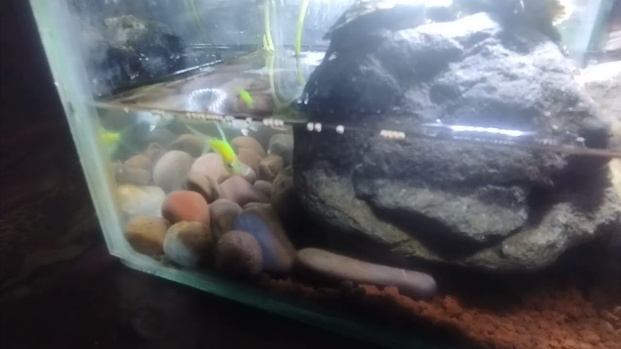 Mini aquarium #aquarium mini