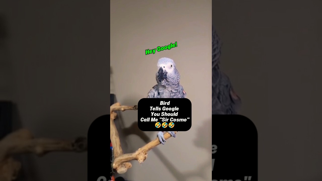 Bird Says Google Should Call Her 
