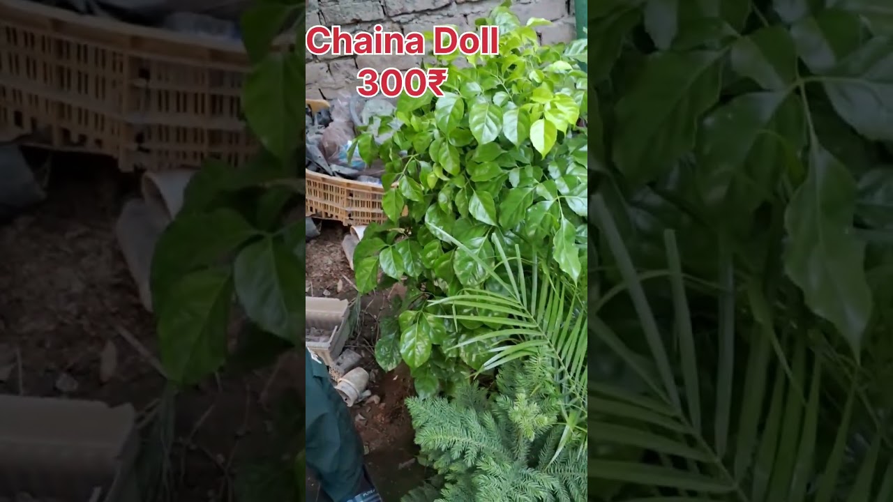 Nursery visit | Road side nursery visit | #nursery visit #plants #shopping #Lucknow Part 1 #video 