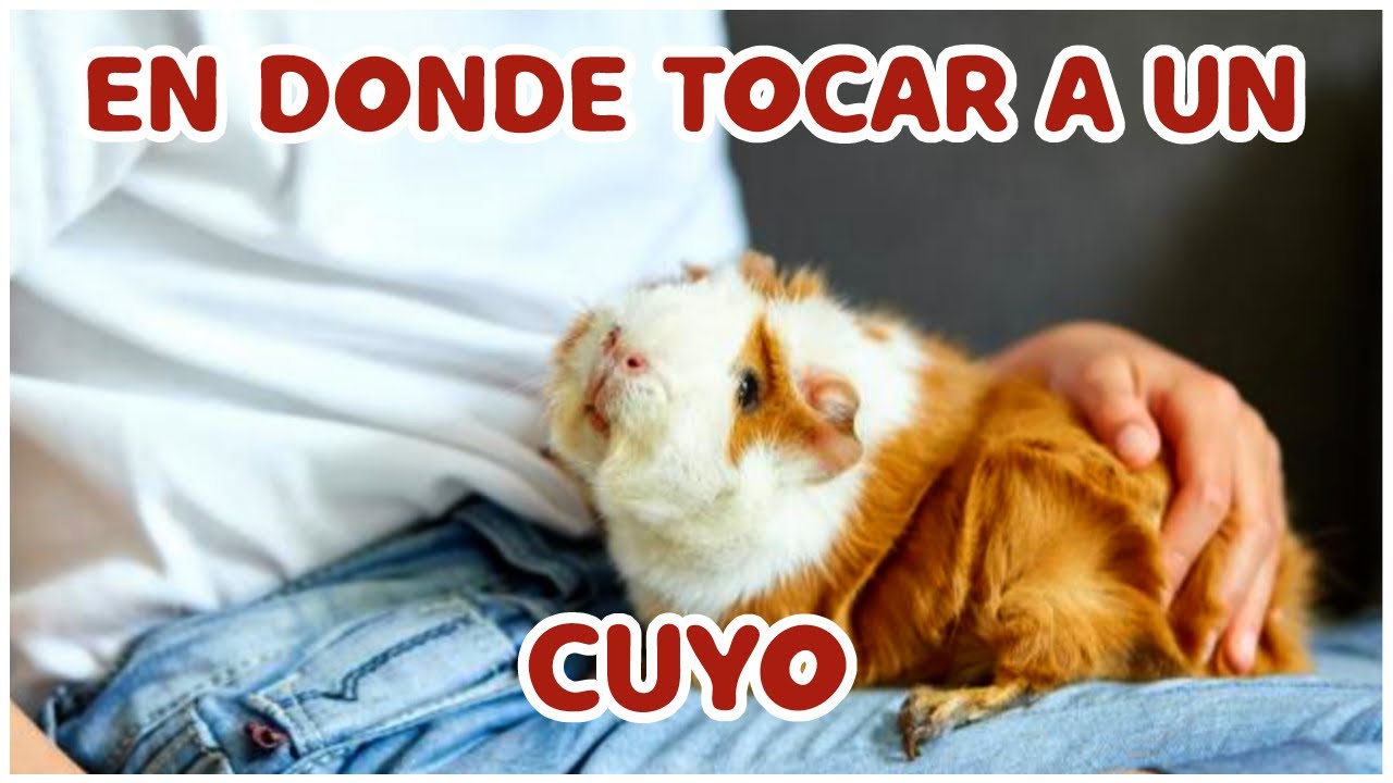 EN DONDE ACARICIAR A UN CUYO