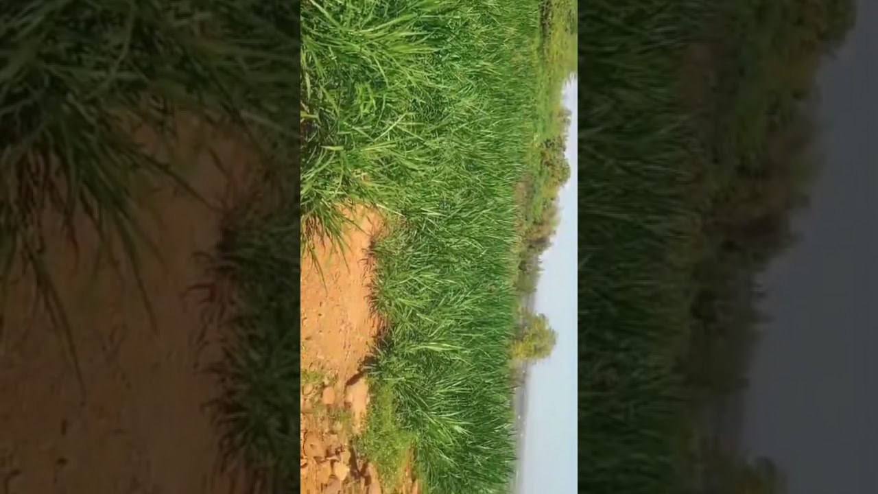 farming 