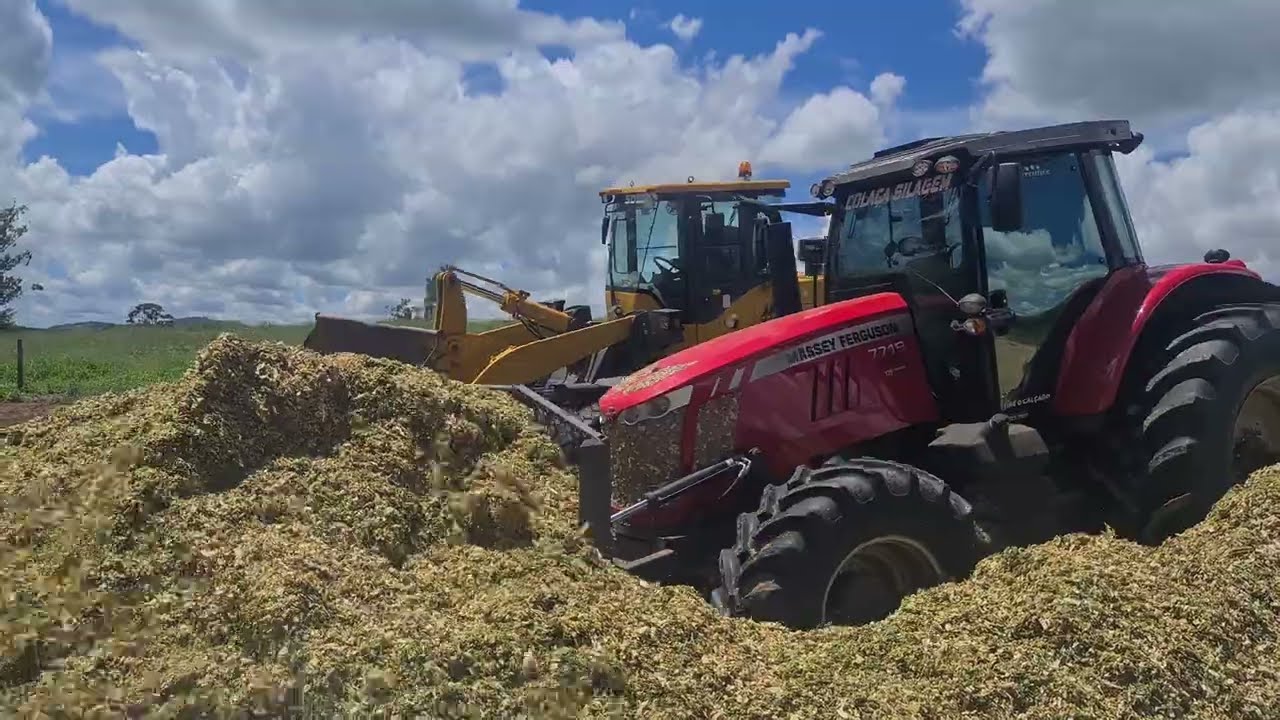 Compactando silagem com o bruto MF 7719