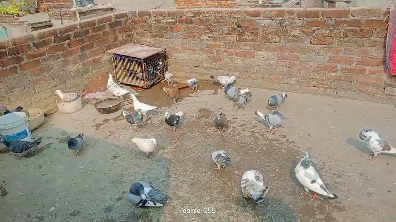 🕊Pakad liya Ek Aur naya kabutar🕊👍😱