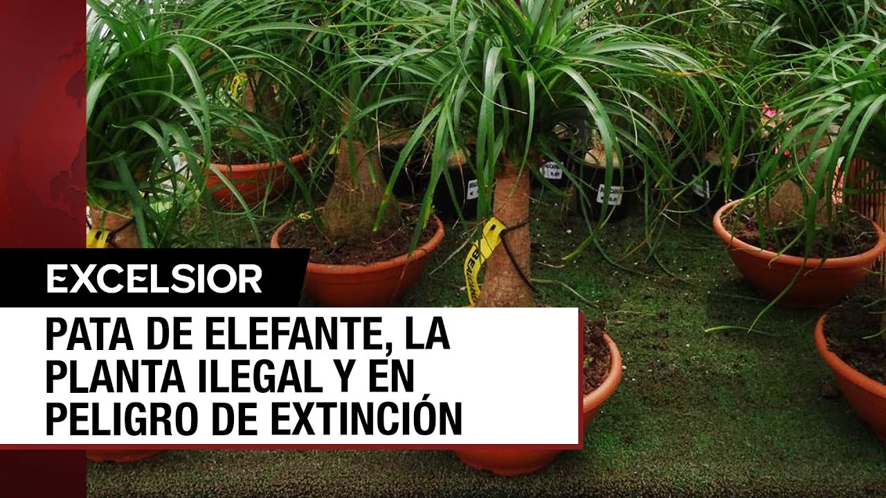 Si posees una Pata de Elefante te puede acarrear una costosa multa