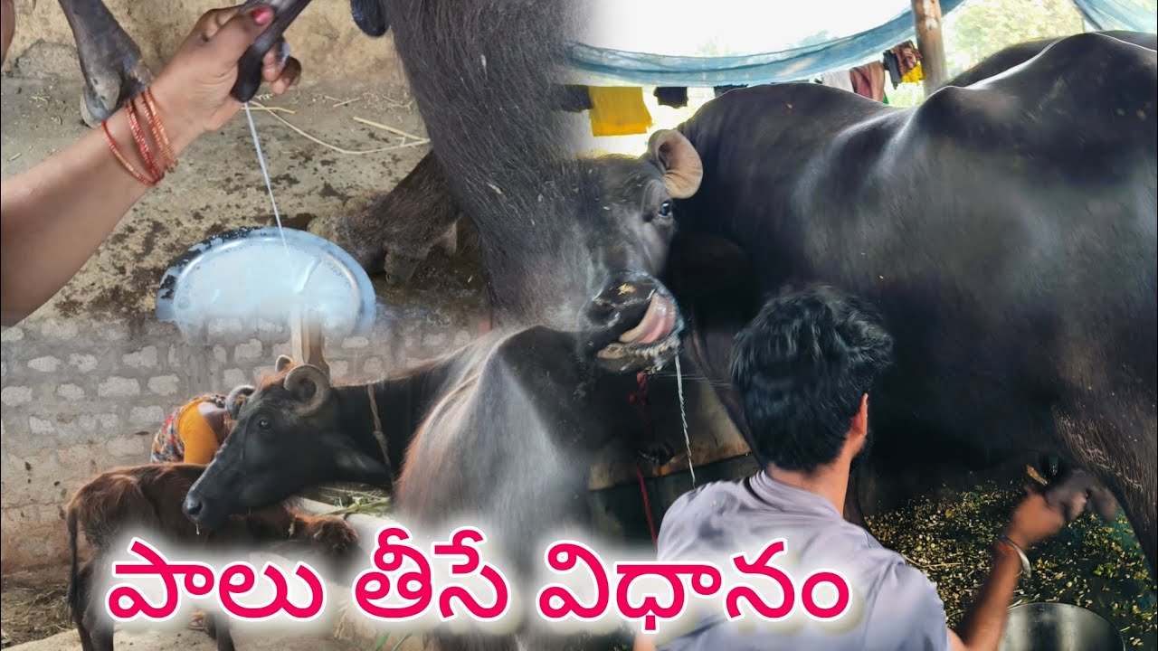పాలు తీసే విధానం 🐄🐄🐄🌿#agriculture #yt#farming #రైతునేస్తం #ఆవులు #పాలు #గేదెలు #వైరల్ 