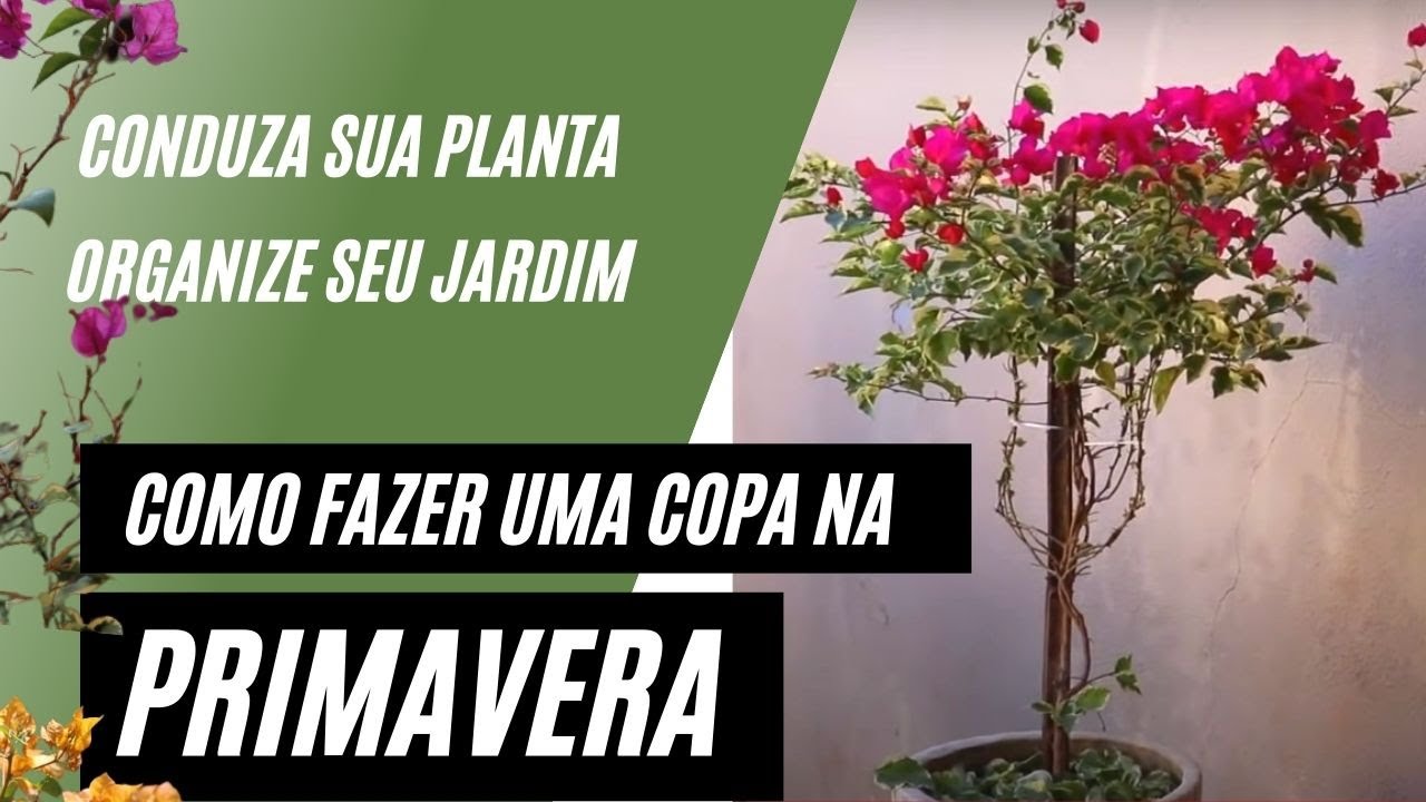Como deixar Bougainvillea  com copa