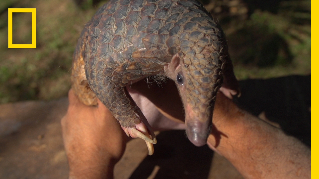 The Tragic Tale of a Pangolin, the World&rsquo;s Most Trafficked Animal | Short Film Showcase